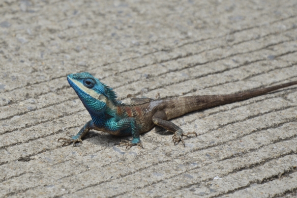 Dieser farbenprächtige Gecko hat sich vor dem Tempel gesonnt.